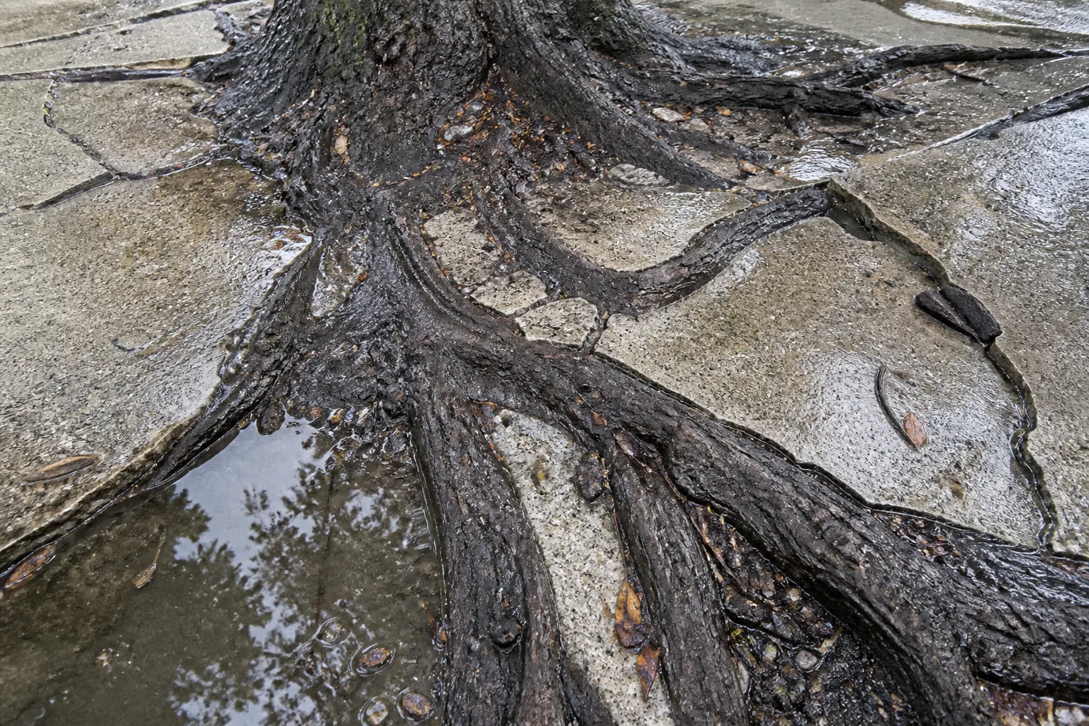 Live oak roots cracking a wet Tampa sidewalk after rain